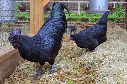 201502251308540.ayam_cemani_2_2