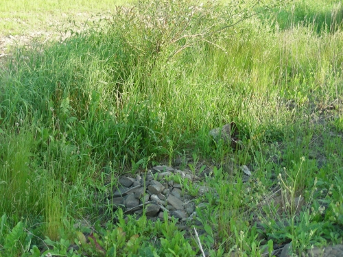 201906171304470.dscn3114