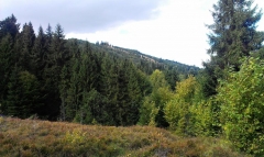 Fotografia: Predné Hory cez Horbek, Medzi buky - Štefan Konkoľ