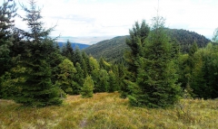 Fotografia: Predné Hory cez Horbek, Medzi buky - Štefan Konkoľ
