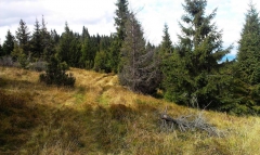 Fotografia: Predné Hory cez Horbek, Medzi buky - Štefan Konkoľ