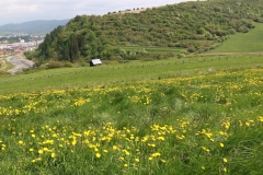 Fotografia: Kde sme v čase svojej mladosti kravy pásli - prvá prechádzka 17.5.2015