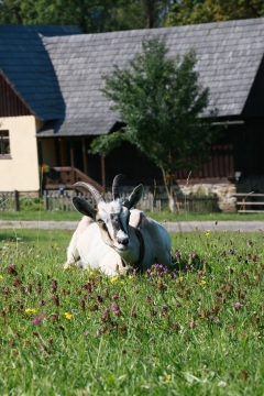 Fotografia: Klub dôchodcov na hrade a skanzene v Starej Ľubovni 6.8.2015