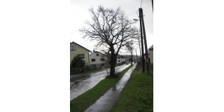 Fotografia: výrub stromov z dôvodu bezpečnosti občanov
