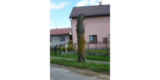 Fotografia: výrub stromov z dôvodu bezpečnosti občanov