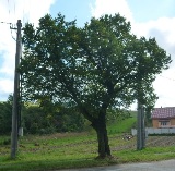 Fotografia: výrub stromov z dôvodu bezpečnosti občanov