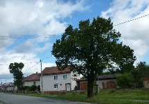 Fotografia: výrub stromov z dôvodu bezpečnosti občanov