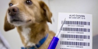 Novela zákona veterinárnej starostlivosti platná od 1.9.2018 – fotografia 2