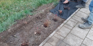 Výsadba zelene a úprava okolia popri chodníku - smer  Jakubany