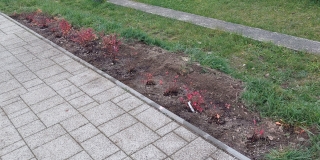 Fotografia: Výsadba zelene a úprava okolia popri chodníku - smer  Jakubany