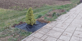 Fotografia: Výsadba zelene a úprava okolia popri chodníku - smer  Jakubany