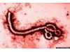 Hemoragická horúčka EBOLA - odporúčania pre cestovateľov