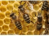 Zájazdy s včelárskou tématikou - 2015