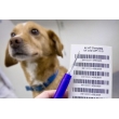 Novela zákona veterinárnej starostlivosti platná od 1.9.2018