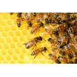 Alarmujúca situácia s kvalitou včelieho medu na európskom trhu!